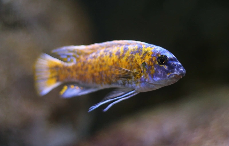 Labeotropheus fuelleborni 'Katale Island'